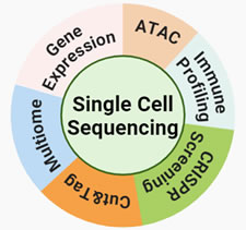 Single Cell